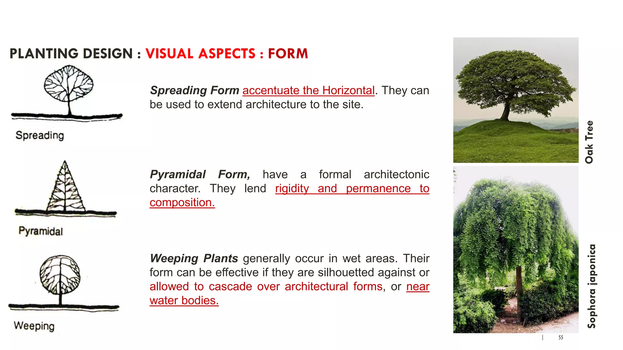 | 55
PLANTING DESIGN : VISUAL ASPECTS : FORM
Spreading Form accentuate the Horizontal. They can
be used to extend architecture to the site.
Pyramidal Form, have a formal architectonic
character. They lend rigidity and permanence to
composition.
Weeping Plants generally occur in wet areas. Their
form can be effective if they are silhouetted against or
allowed to cascade over architectural forms, or near
water bodies.
OakTreeSophorajaponica
 