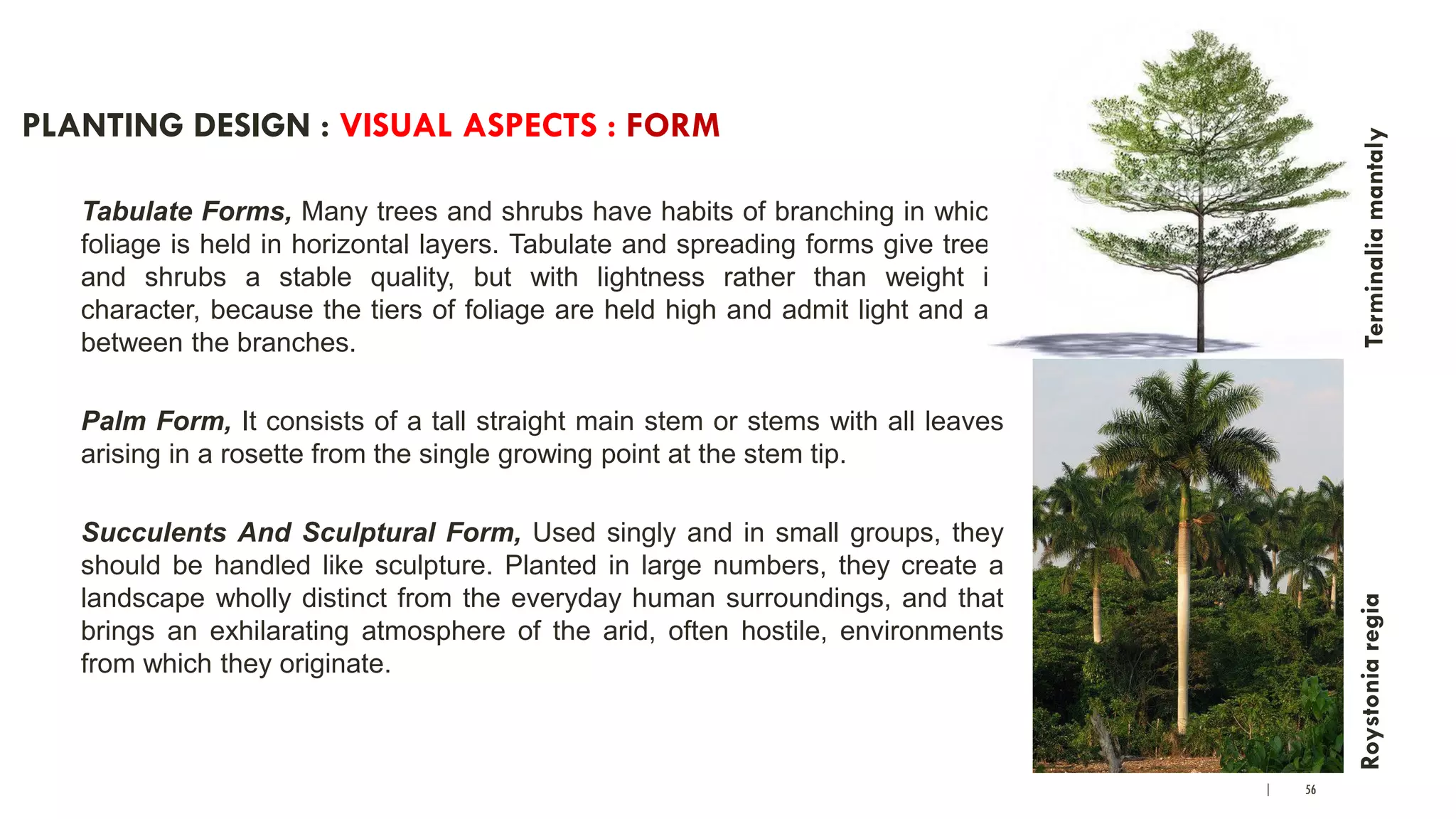 | 56
PLANTING DESIGN : VISUAL ASPECTS : FORM
Tabulate Forms, Many trees and shrubs have habits of branching in which
foliage is held in horizontal layers. Tabulate and spreading forms give trees
and shrubs a stable quality, but with lightness rather than weight in
character, because the tiers of foliage are held high and admit light and air
between the branches.
Palm Form, It consists of a tall straight main stem or stems with all leaves
arising in a rosette from the single growing point at the stem tip.
Succulents And Sculptural Form, Used singly and in small groups, they
should be handled like sculpture. Planted in large numbers, they create a
landscape wholly distinct from the everyday human surroundings, and that
brings an exhilarating atmosphere of the arid, often hostile, environments
from which they originate.
TerminaliamantalyRoystoniaregia
 