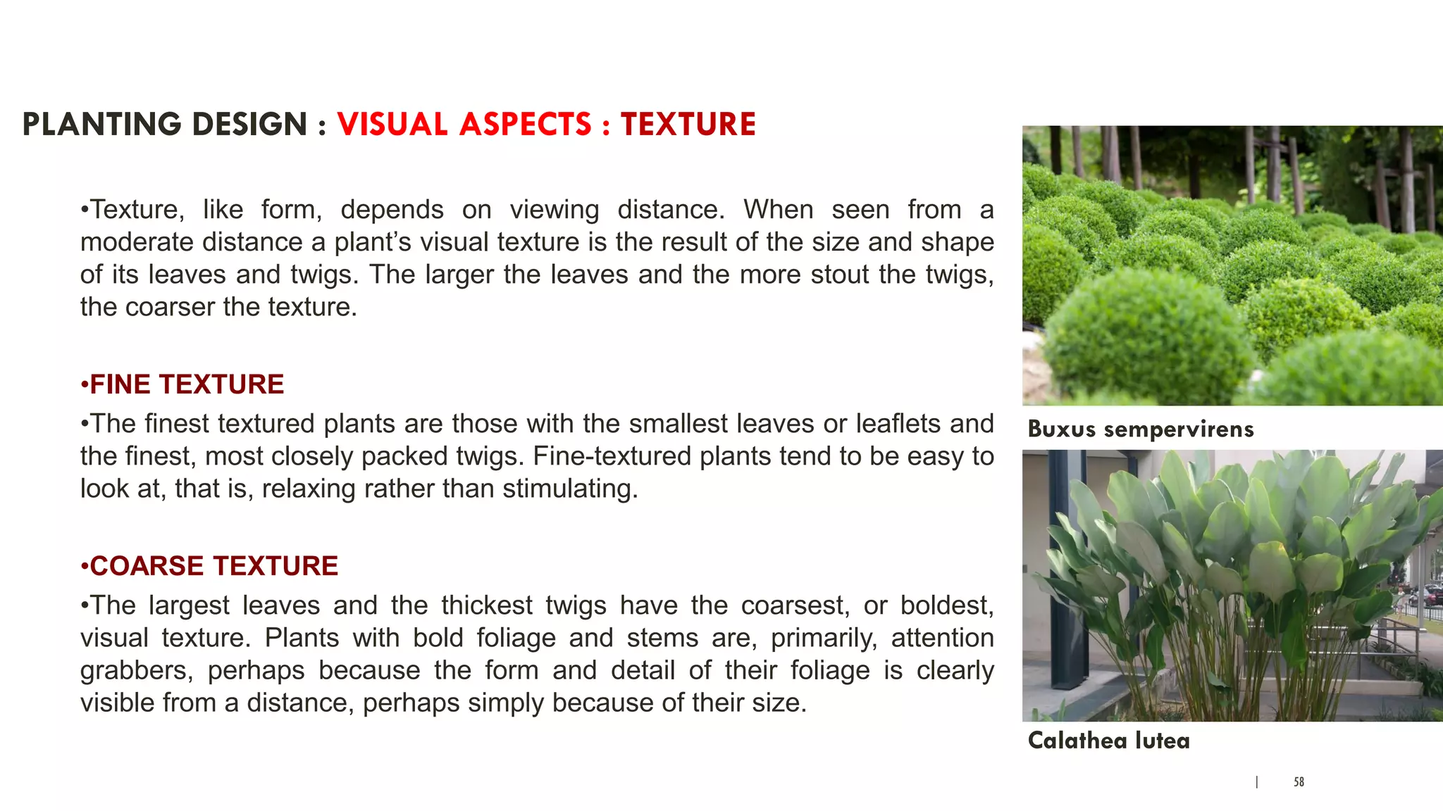 | 58
PLANTING DESIGN : VISUAL ASPECTS : TEXTURE
•Texture, like form, depends on viewing distance. When seen from a
moderate distance a plant’s visual texture is the result of the size and shape
of its leaves and twigs. The larger the leaves and the more stout the twigs,
the coarser the texture.
•FINE TEXTURE
•The finest textured plants are those with the smallest leaves or leaflets and
the finest, most closely packed twigs. Fine-textured plants tend to be easy to
look at, that is, relaxing rather than stimulating.
•COARSE TEXTURE
•The largest leaves and the thickest twigs have the coarsest, or boldest,
visual texture. Plants with bold foliage and stems are, primarily, attention
grabbers, perhaps because the form and detail of their foliage is clearly
visible from a distance, perhaps simply because of their size.
Buxus sempervirens
Calathea lutea
 