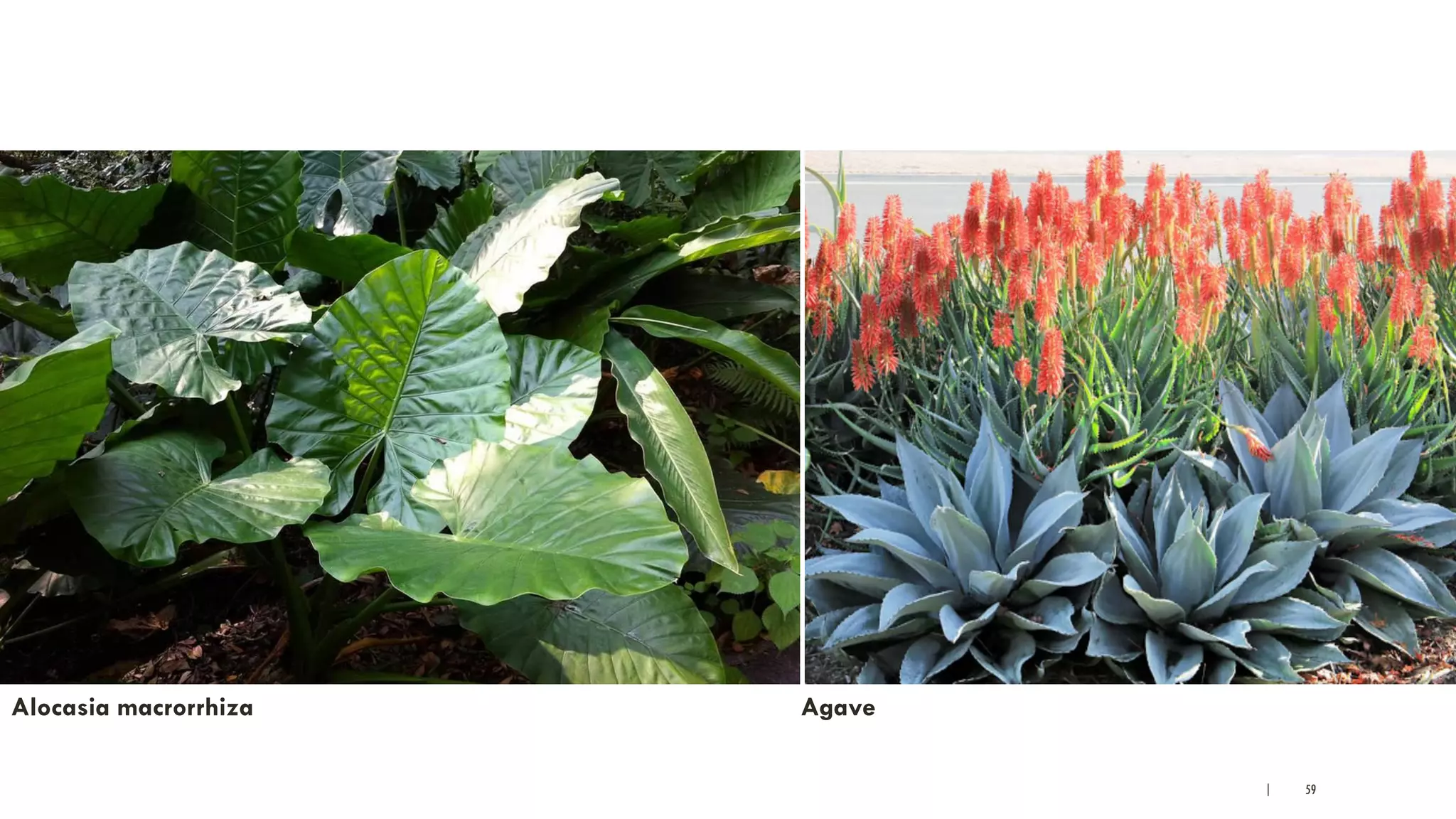 | 59
Alocasia macrorrhiza Agave
 
