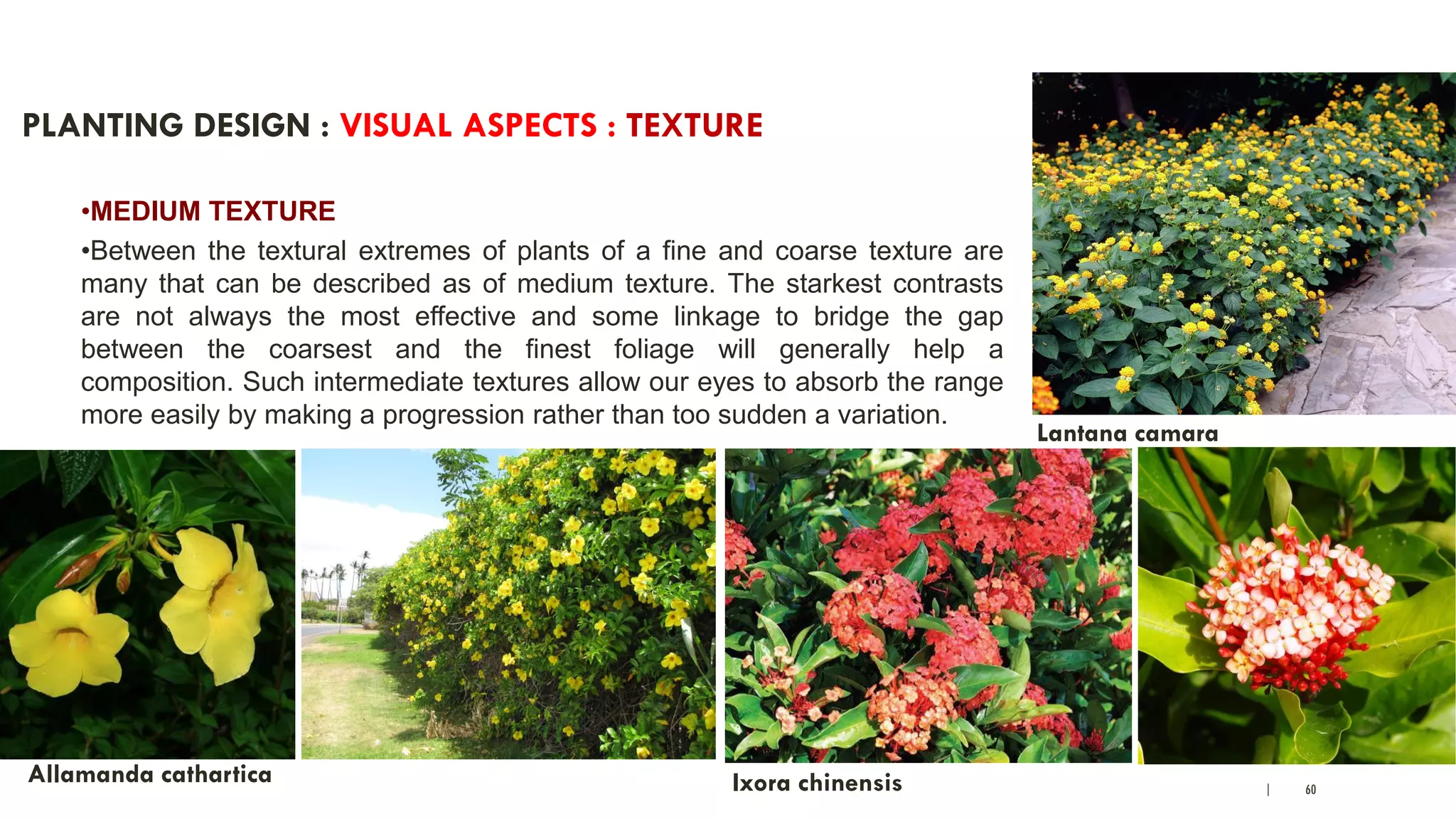 | 60
PLANTING DESIGN : VISUAL ASPECTS : TEXTURE
•MEDIUM TEXTURE
•Between the textural extremes of plants of a fine and coarse texture are
many that can be described as of medium texture. The starkest contrasts
are not always the most effective and some linkage to bridge the gap
between the coarsest and the finest foliage will generally help a
composition. Such intermediate textures allow our eyes to absorb the range
more easily by making a progression rather than too sudden a variation.
Lantana camara
Allamanda cathartica Ixora chinensis
 