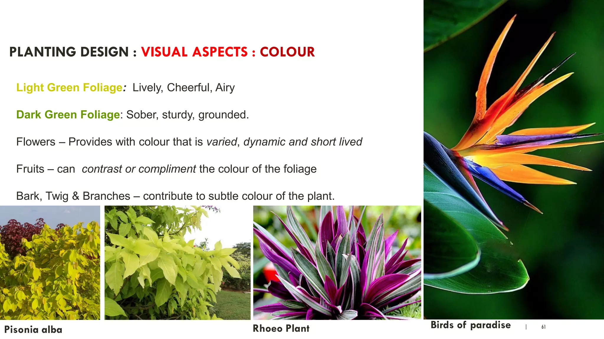 | 61
PLANTING DESIGN : VISUAL ASPECTS : COLOUR
Light Green Foliage: Lively, Cheerful, Airy
Dark Green Foliage: Sober, sturdy, grounded.
Flowers – Provides with colour that is varied, dynamic and short lived
Fruits – can contrast or compliment the colour of the foliage
Bark, Twig & Branches – contribute to subtle colour of the plant.
Pisonia alba Birds of paradiseRhoeo Plant
 