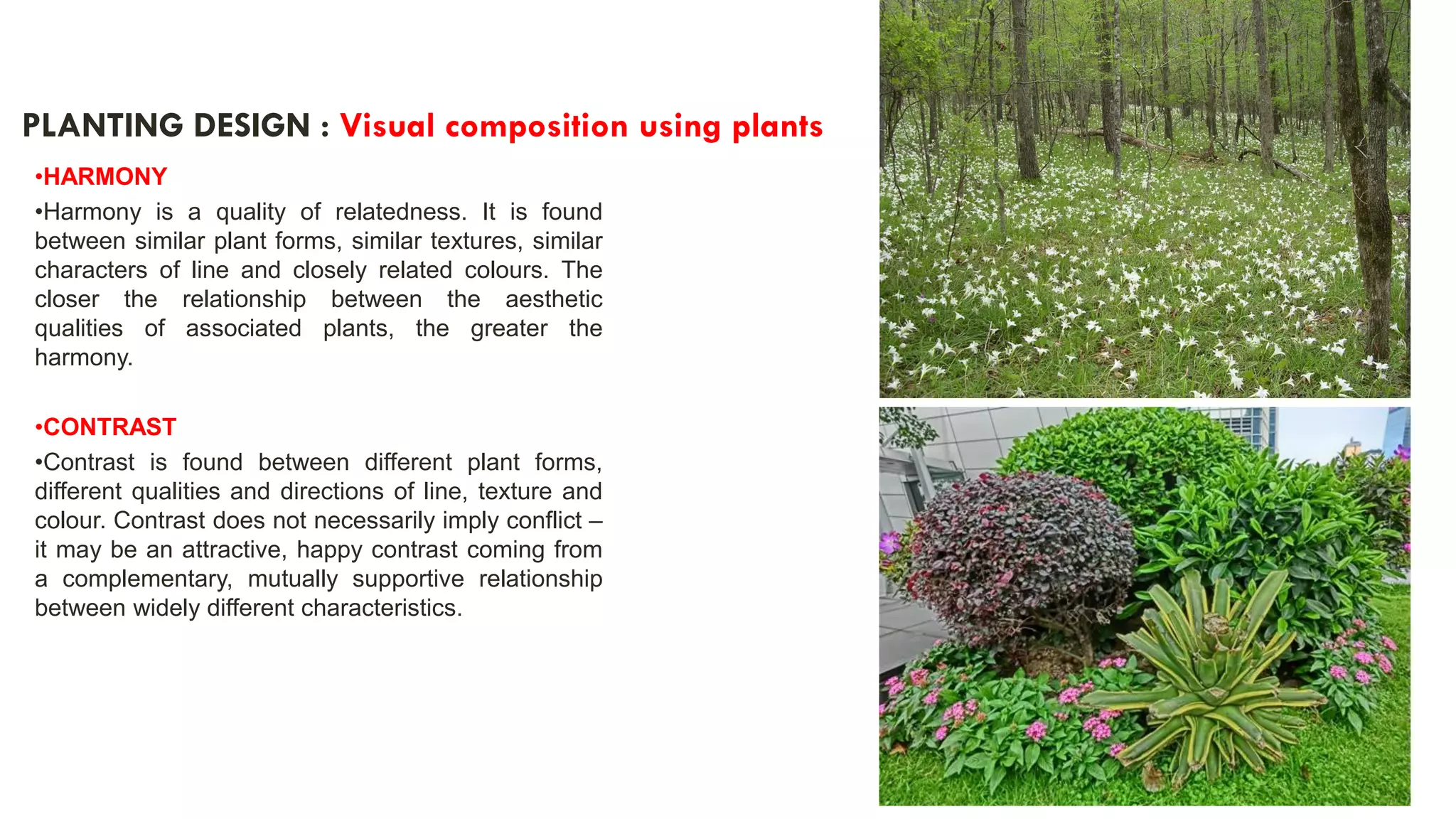 | 63
PLANTING DESIGN : Visual composition using plants
•HARMONY
•Harmony is a quality of relatedness. It is found
between similar plant forms, similar textures, similar
characters of line and closely related colours. The
closer the relationship between the aesthetic
qualities of associated plants, the greater the
harmony.
•CONTRAST
•Contrast is found between different plant forms,
different qualities and directions of line, texture and
colour. Contrast does not necessarily imply conflict –
it may be an attractive, happy contrast coming from
a complementary, mutually supportive relationship
between widely different characteristics.
 
