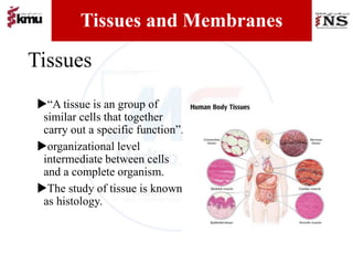 Unit # 03 Part B Tissues & Membranes Insta . husain.z.kmu.pptx