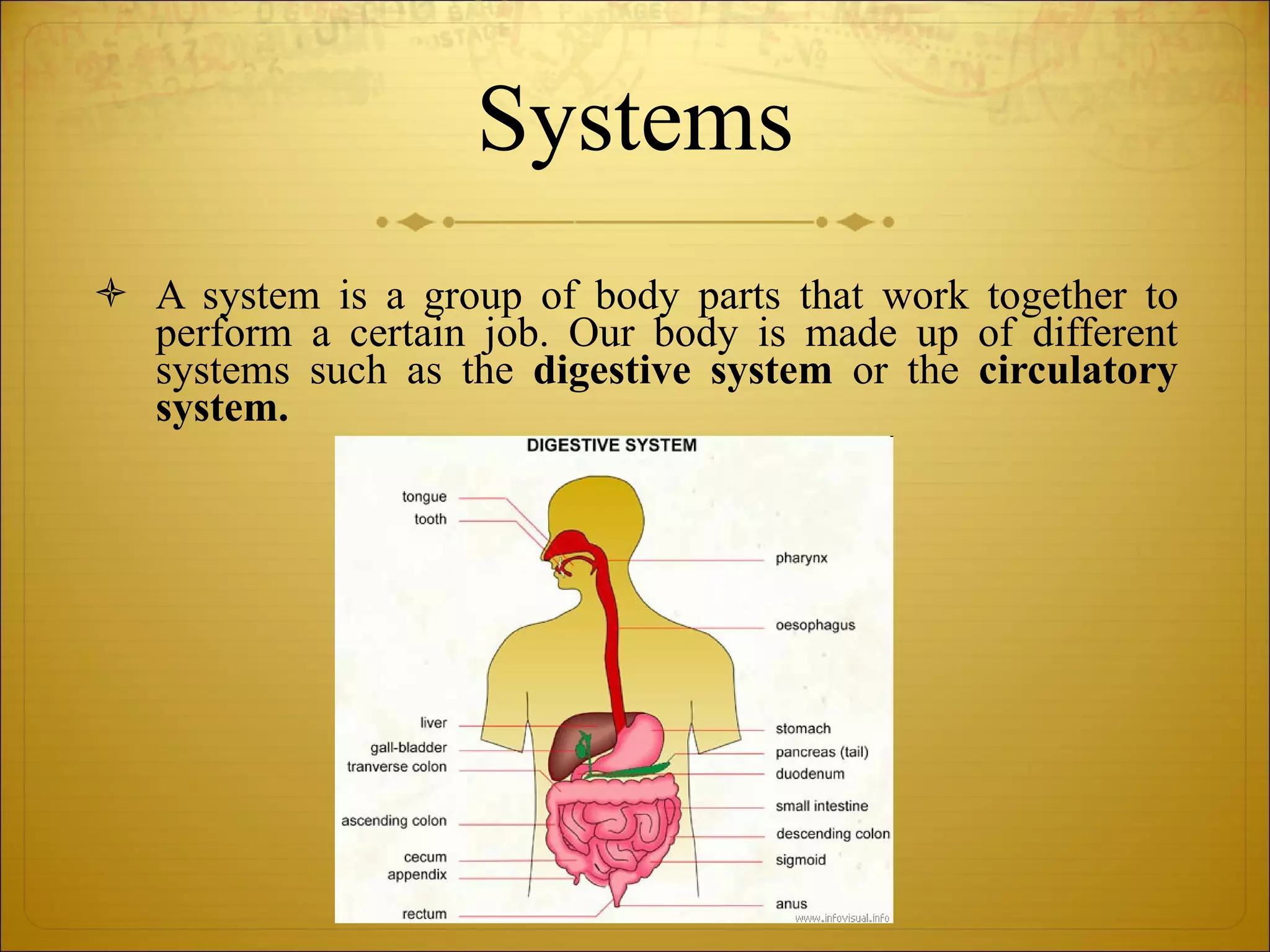 Systems A system is a group of body parts that work together to perform a certain job. Our body is made up of different systems such as the  digestive system  or the  circulatory system. 