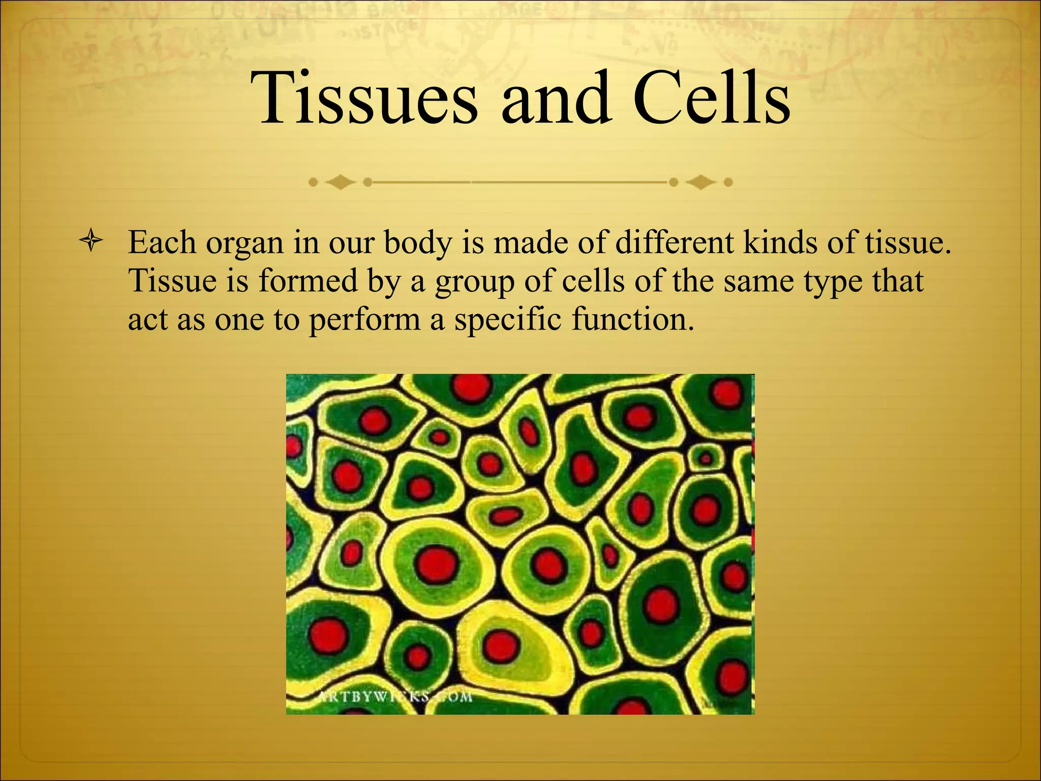 Tissues and Cells Each organ in our body is made of different kinds of tissue. Tissue is formed by a group of cells of the same type that act as one to perform a specific function. 