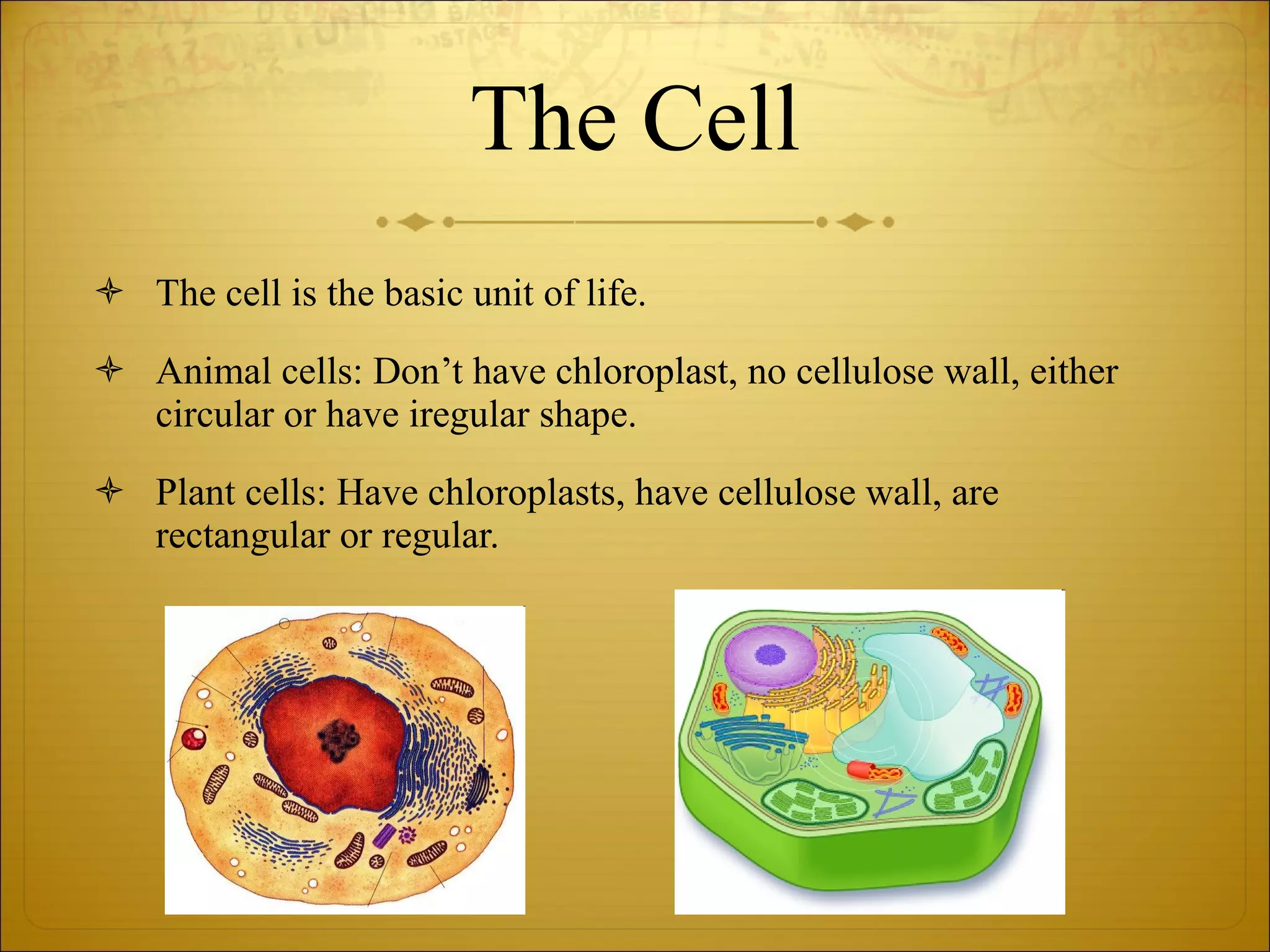 The Cell The cell is the basic unit of life. Animal cells: Don’t have chloroplast, no cellulose wall, either circular or have iregular shape. Plant cells: Have chloroplasts, have cellulose wall, are rectangular or regular. 