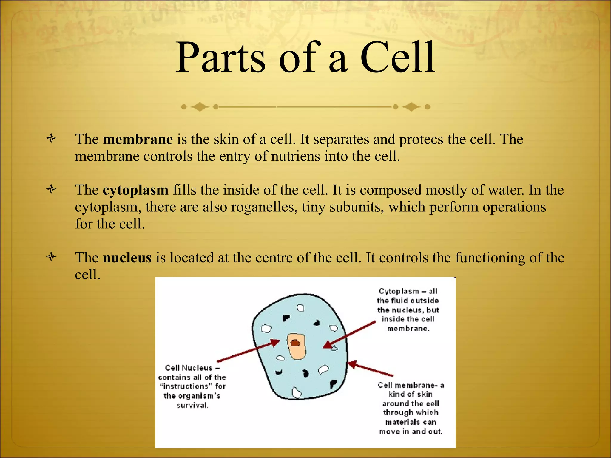 Parts of a Cell The  membrane  is the skin of a cell. It separates and protecs the cell. The membrane controls the entry of nutriens into the cell. The  cytoplasm  fills the inside of the cell. It is composed mostly of water. In the cytoplasm, there are also roganelles, tiny subunits, which perform operations for the cell. The  nucleus  is located at the centre of the cell. It controls the functioning of the cell. 