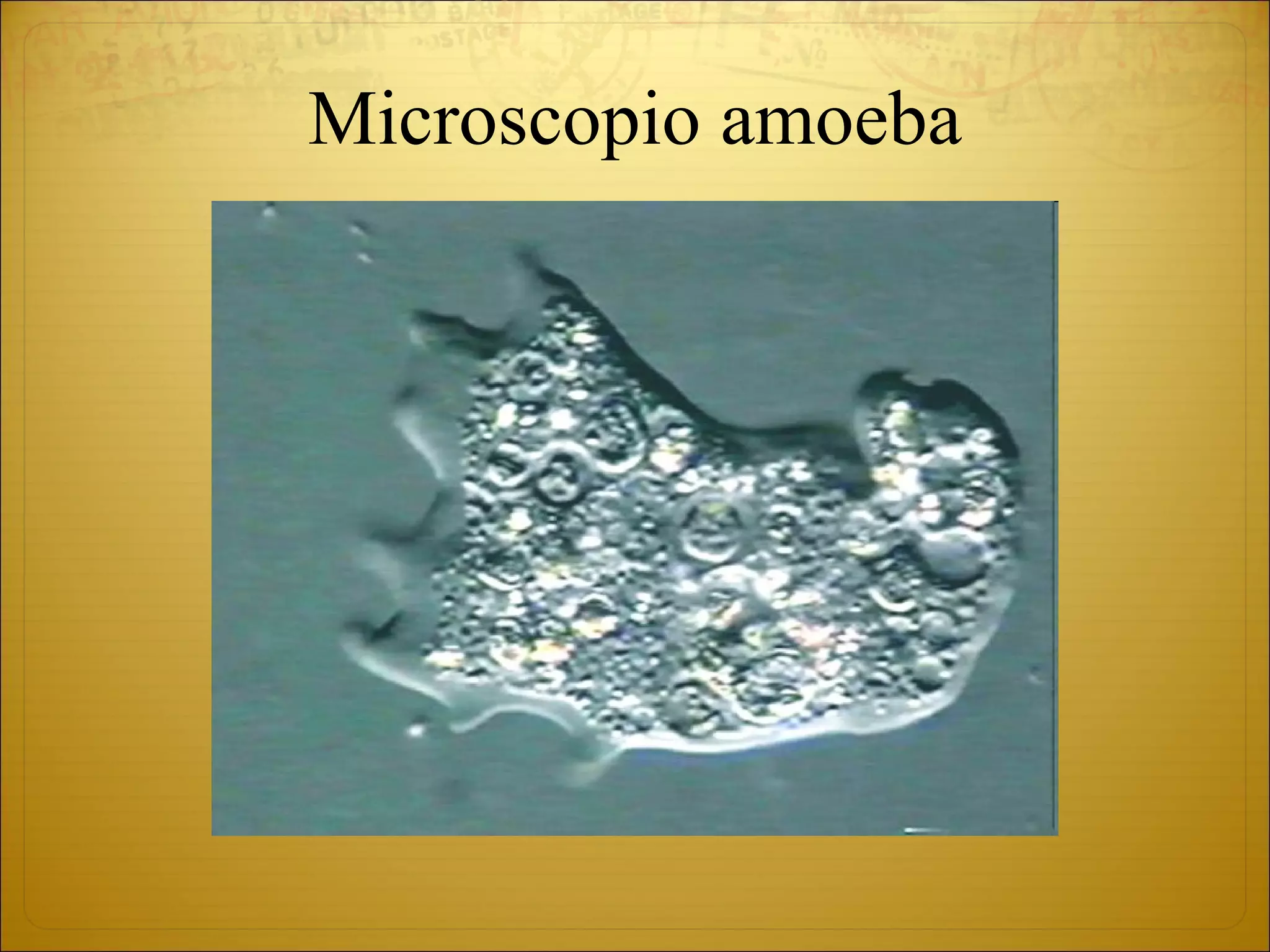 Microscopio amoeba 