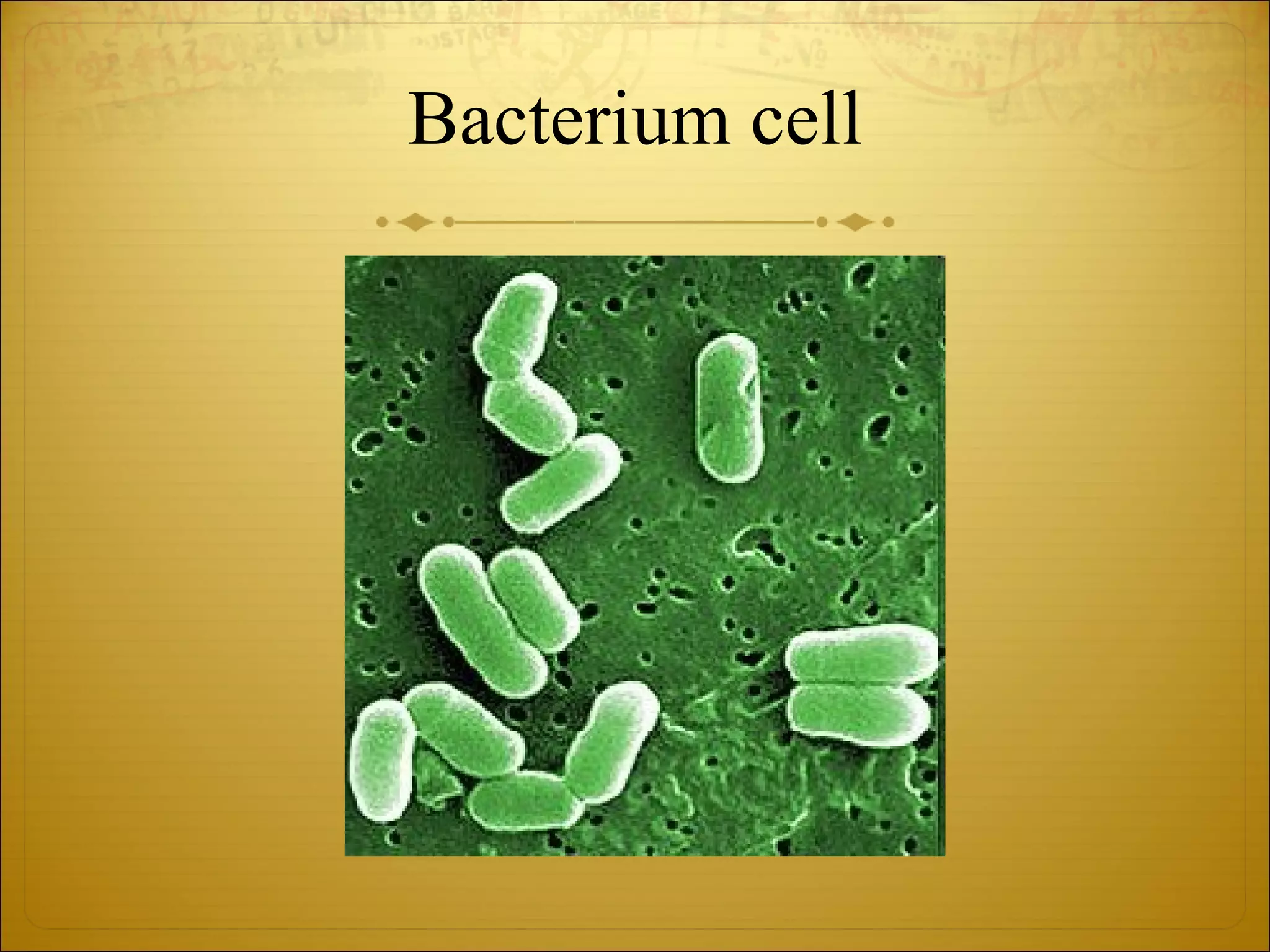 Bacterium cell 
