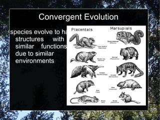 Convergent Evolution species evolve to have structures  with similar  functions due to similar  environments 