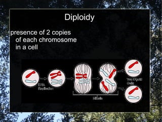 Diploidy presence of 2 copies of each chromosome in a cell 