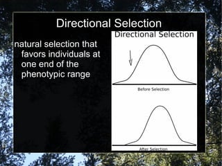 Directional Selection natural selection that favors individuals at one end of the phenotypic range 