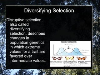 Diversifying Selection Disruptive selection, also called diversifying selection, describes changes in population genetics in which extreme values for a trait are favored over intermediate values. 