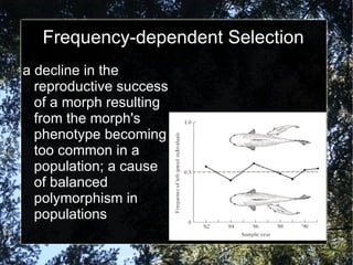 Frequency-dependent Selection a decline in the reproductive success of a morph resulting from the morph's phenotype becoming too common in a population; a cause of balanced polymorphism in populations 
