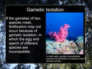Gametic Isolation If the gametes of two species meet, fertilization may not occur because of gametic isolation, in which the egg and sperm of different species are incompatible. In coral reefs, gamete incompatibility prevents the formation of numerous inter-species hybrids. 