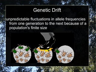 Genetic Drift unpredictable fluctuations in allele frequencies from one generation to the next because of a population's finite size 
