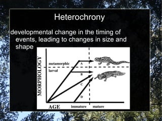 Heterochrony developmental change in the timing of events, leading to changes in size and shape 