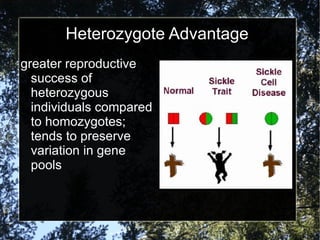 Heterozygote Advantage greater reproductive success of heterozygous individuals compared to homozygotes; tends to preserve variation in gene pools 