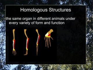 Homologous Structures the same organ in different animals under every variety of form and function 