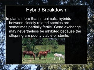 Hybrid Breakdown In plants more than in animals, hybrids between closely related species are sometimes partially fertile. Gene exchange may nevertheless be inhibited because the offspring are poorly viable or sterile. 