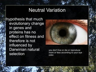 Neutral Variation hypothesis that much evolutionary change in genes and proteins has no effect on fitness and therefore is not influenced by Darwinian natural selection you don't live or die or reproduce more or less according to your eye color. 