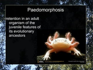 Paedomorphosis retention in an adult organism of the juvenile features of its evolutionary ancestors 