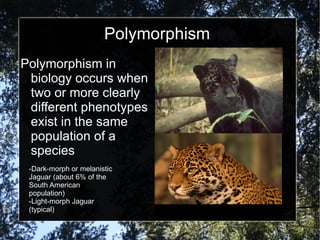 Polymorphism Polymorphism in biology occurs when two or more clearly different phenotypes exist in the same population of a species -Dark-morph or melanistic Jaguar (about 6% of the South American population) -Light-morph Jaguar (typical) 