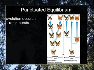 Punctuated Equilibrium evolution occurs in rapid bursts 