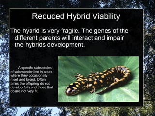 Reduced Hybrid Viability The hybrid is very fragile. The genes of the different parents will interact and impair the hybrids development. A specific subspecies of salamander live in areas where they occasionally meet and breed. Often times the offspring do not develop fully and those that do are not very fit. 