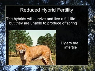 Reduced Hybrid Fertility The hybrids will survive and live a full life but they are unable to produce offspring Ligers are infertile 