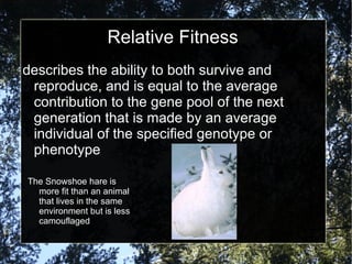 Relative Fitness describes the ability to both survive and reproduce, and is equal to the average contribution to the gene pool of the next generation that is made by an average individual of the specified genotype or phenotype The Snowshoe hare is more fit than an animal that lives in the same environment but is less camouflaged  
