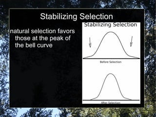 Stabilizing Selection natural selection favors those at the peak of the bell curve 