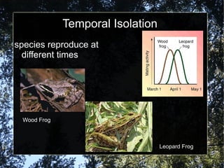 Temporal Isolation species reproduce at different times Wood Frog Leopard Frog 