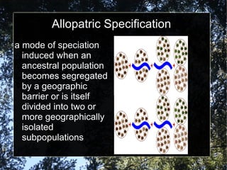 Allopatric Specification a mode of speciation induced when an ancestral population becomes segregated by a geographic barrier or is itself divided into two or more geographically isolated subpopulations 