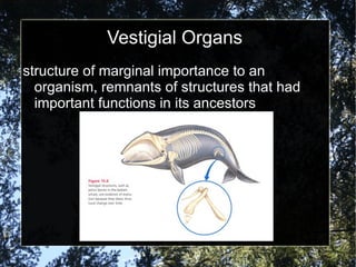 Vestigial Organs structure of marginal importance to an organism, remnants of structures that had important functions in its ancestors 