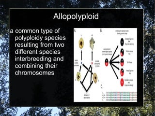Allopolyploid a common type of polyploidy species resulting from two different species interbreeding and combining their chromosomes 