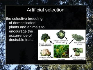 Artificial selection the selective breeding of domesticated plants and animals to encourage the occurrence of desirable traits 