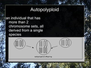 Autopolyploid an individual that has more than 2 chromosome sets, all derived from a single species 