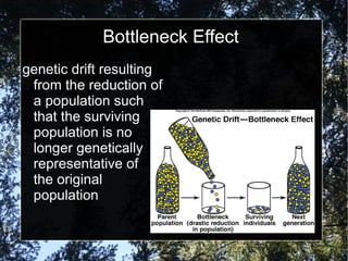 Bottleneck Effect genetic drift resulting from the reduction of a population such that the surviving population is no longer genetically representative of  the original population 