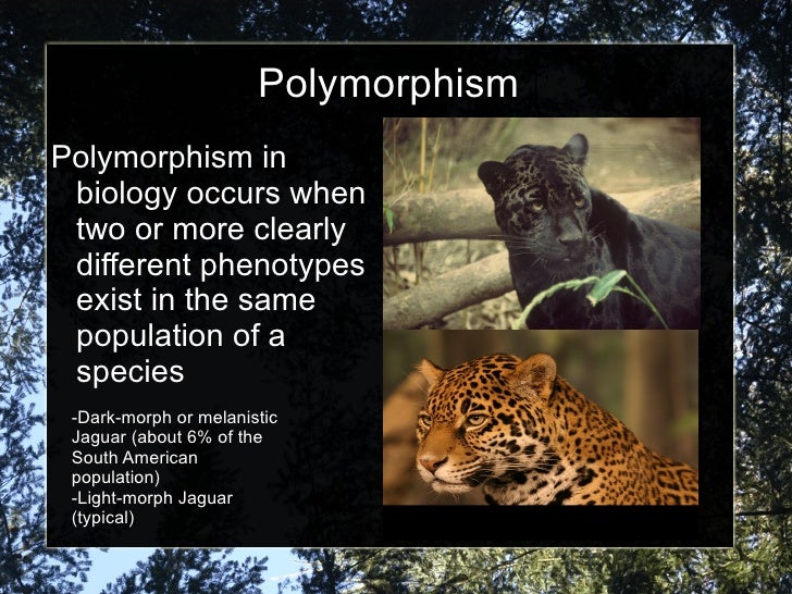 Natural Selection Ap Bio Natural Selection Ap Bio