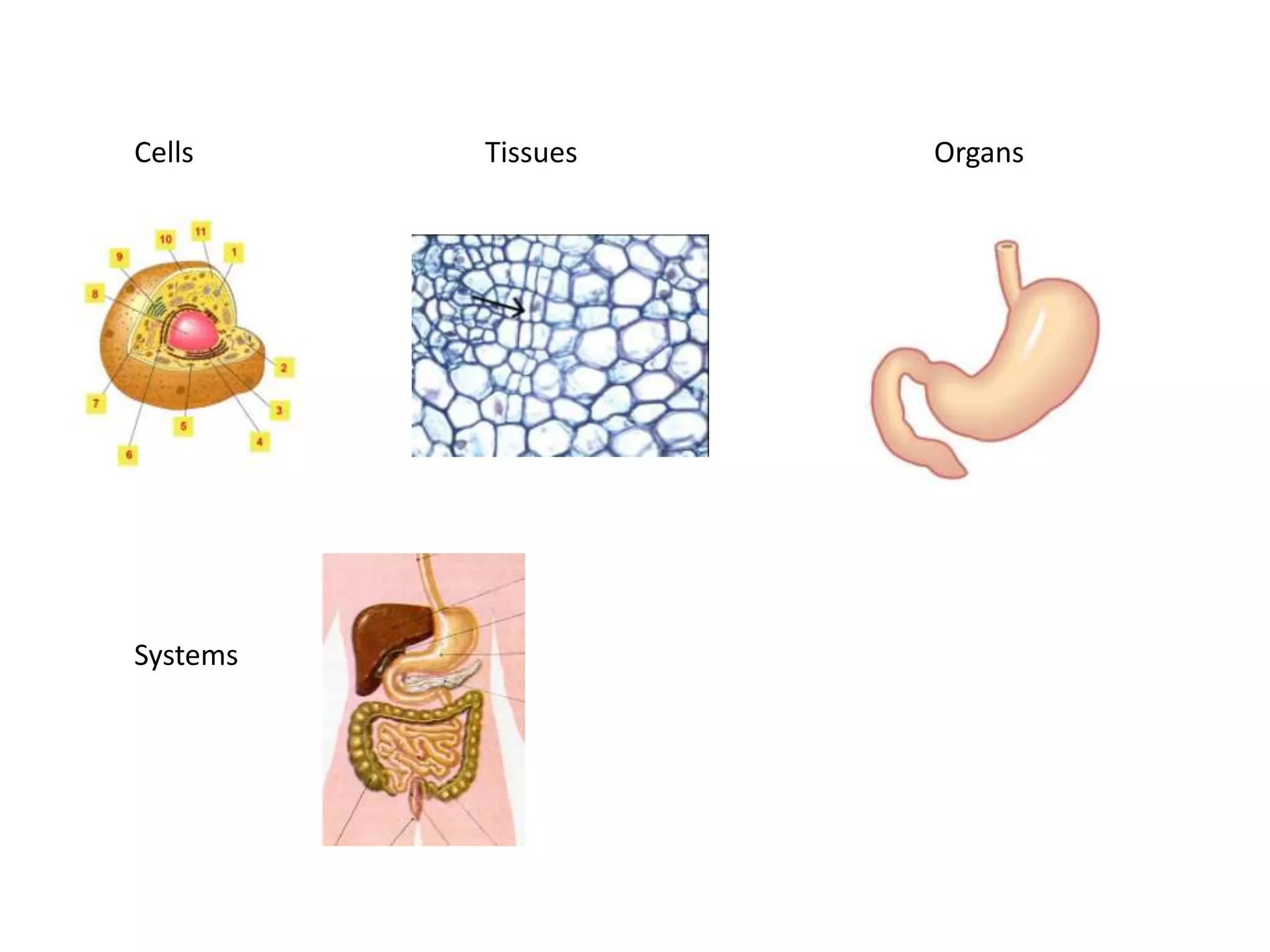 Cells Tissues Organs
Systems
 