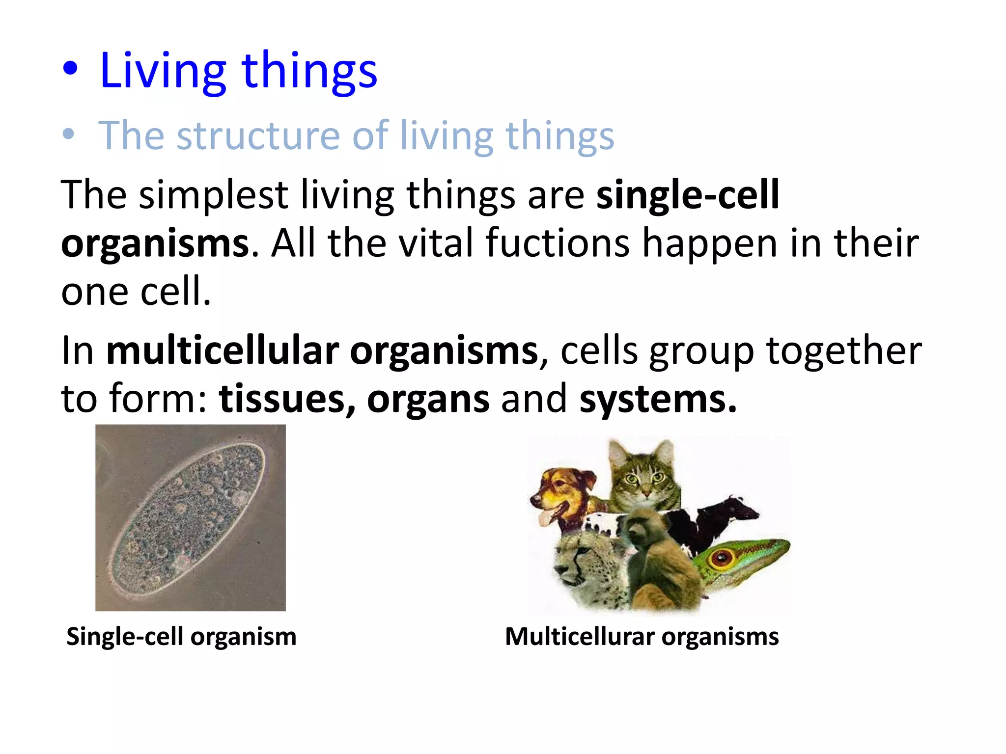 • Living things
• The structure of living things
The simplest living things are single-cell
organisms. All the vital fuctions happen in their
one cell.
In multicellular organisms, cells group together
to form: tissues, organs and systems.
Single-cell organism Multicellurar organisms
 