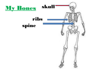My Bones skull 
ribs 
spine 
 
