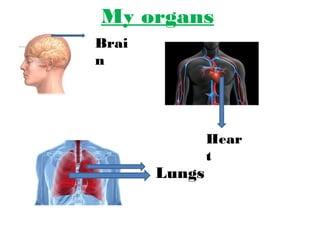 My organs 
Brai 
n 
Hear 
t 
Lungs 
 