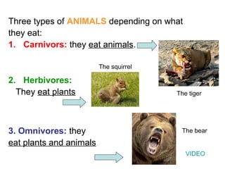 Three types of ANIMALS depending on what
they eat:
1. Carnivors: they eat animals.
2. Herbivores:
They eat plants
3. Omnivores: they
eat plants and animals
The tiger
The squirrel
The bear
VIDEO