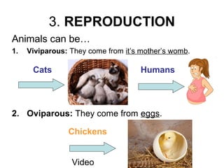 3. REPRODUCTION
Animals can be…
1. Viviparous: They come from it’s mother’s womb.
Cats
2. Oviparous: They come from eggs.
Chickens
Humans
Video