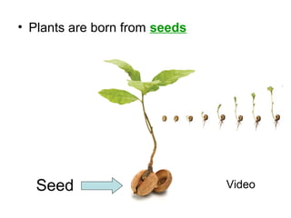 • Plants are born from seeds
Seed Video