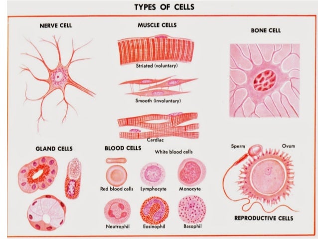 Unit 1: THE HUMAN BODY