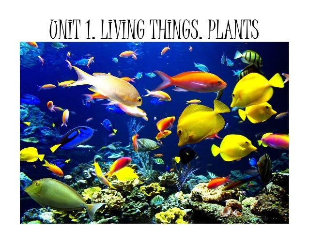 pix Non Living Things Coral Reefs Example unit 1 living things